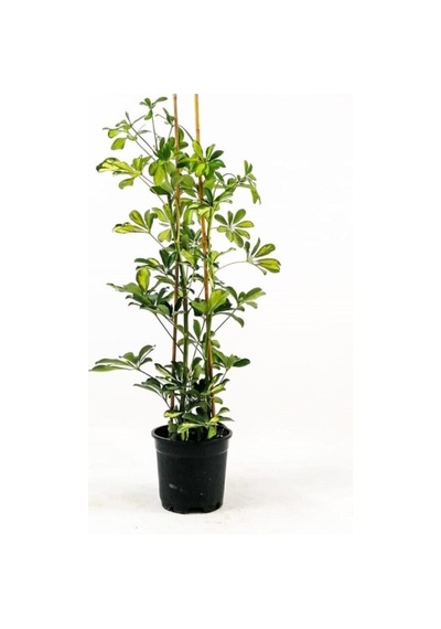 Videolu 1 Adet Alacalı Şeflera Çiçeği 80-90 Cm Saksılı/tüplü Iç Mekan Bitkileri Schefflera
