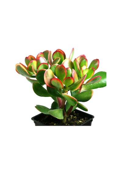 Para Çiçeği Crassula Ovata 5 Adet