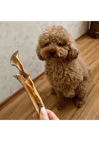 Kito Dana Kelle Derisi Yetişkin Köpek Ödül Maması 100 G