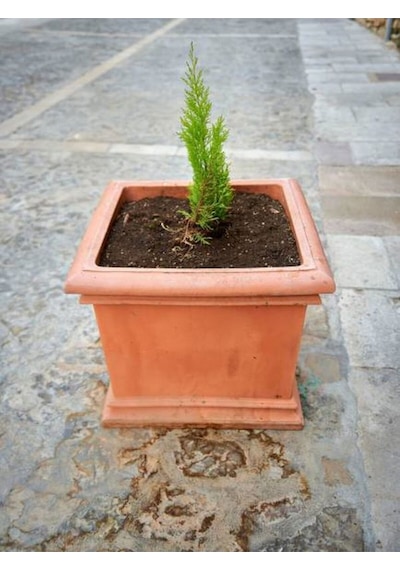 Videolu Leylandi Fidanı 15 30 Cm 6 Adet Tüplü Dış Mekan Bitkisi Cupressocyparis Leylandii