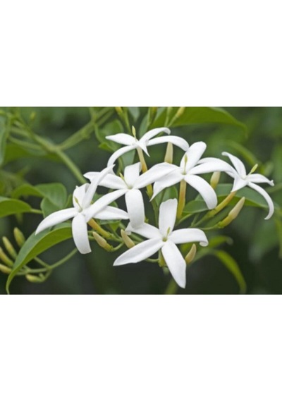 Beyaz Izmir Yasemin Çiçeği Fidanı1 Adet 40-60 Cm Bahçe Bitkisi White Jasmine