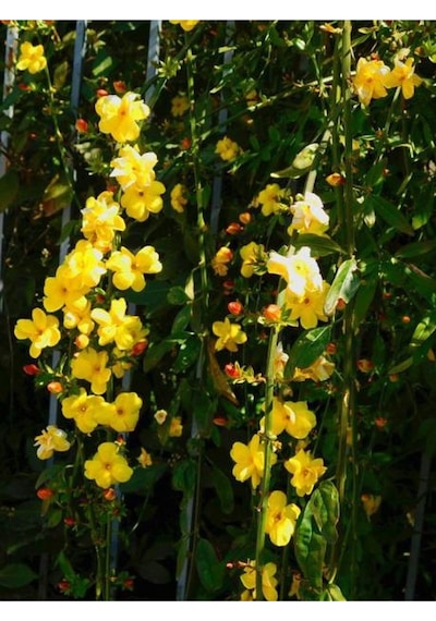 Sarı Çiçekli Yasemin 60 80cm 1 Adet Yasemin Jasminum Mesnyi Esthetic Architecture