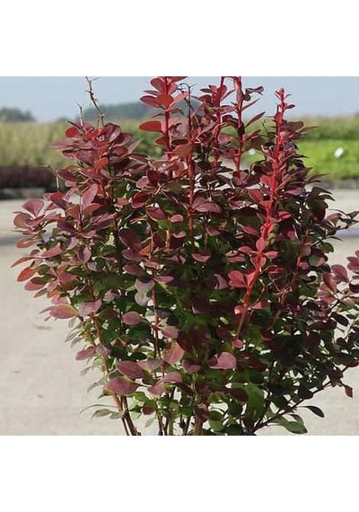 Kırmızı Berberis 3 Adet - Renkli Çit Bitkisi