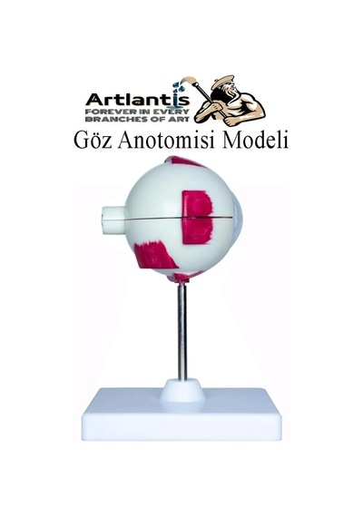 Göz Anatomisi Modeli 1 Adet İnsan Gözü Anatomik Modeli Deney Bilim