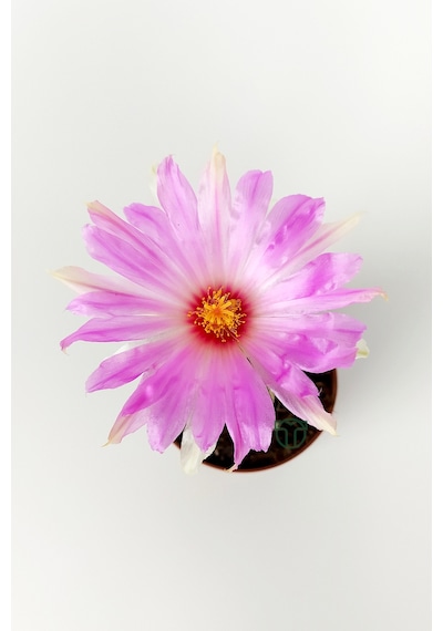 Thelocactus Bicolor Özel Tür Kaktüs 5.5 Cm Saksıda