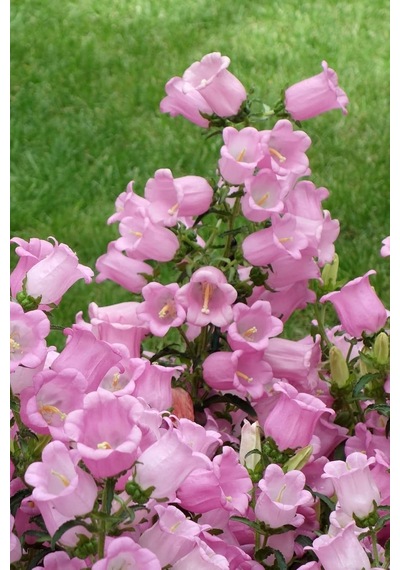 Dashing Look Pembe Renkli Çan Çiçeği / 20 Adet Çiçek Tohumu Th-thmcmthm325