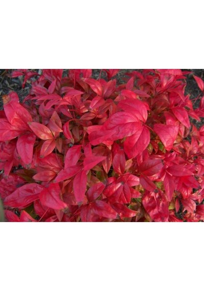 Cennet Bambusu Bitkisi Nandina Domestica 25-30 Cm Saksıda