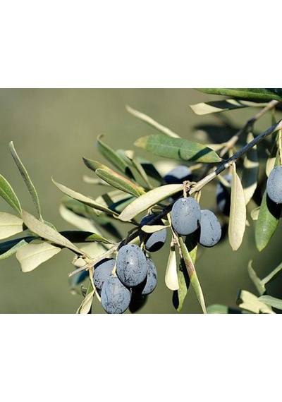Anıt Zeytin Ağacı 30 Yaş