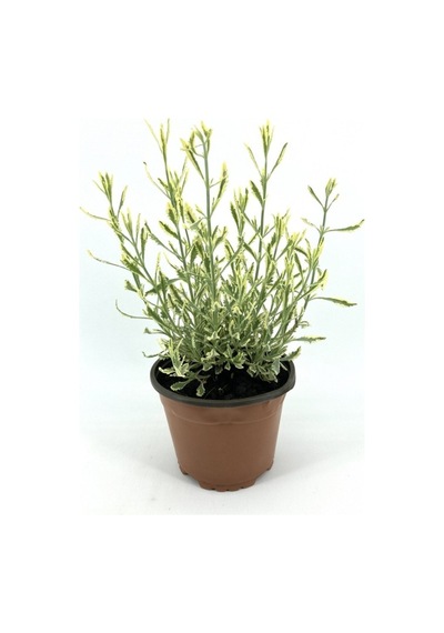 Alacalı Lavanta Fidanı 10-20 Cm