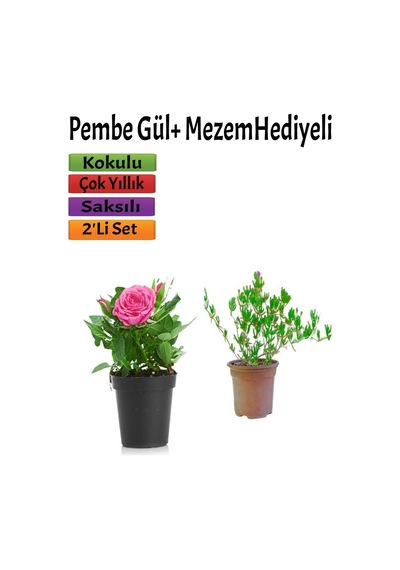 Kokulu Pembe Gül Fidanı 15-25 Cm Mezem Hediyeli Dış Mekan Bitkisi