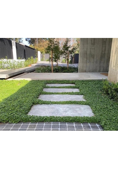 Dichondra repens Fare kulağı çim tohumu 1000 gr