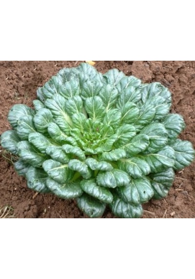 100+ Tatsoi Çin Yeşilliği Tohumu Geleneksel N11342