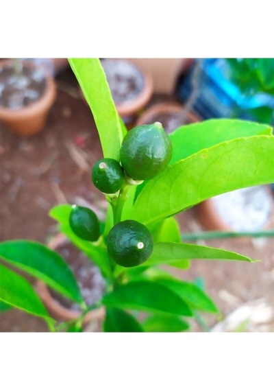 Limon Ağacı Fidanı Saksılı Bodur Yediveren Mayer