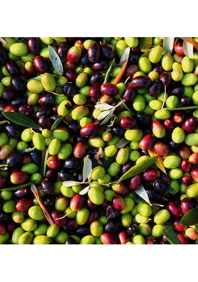 50 Adet 2 Yaş Gemlik Trilye Sofralık Zeytin Fidanı Paketi