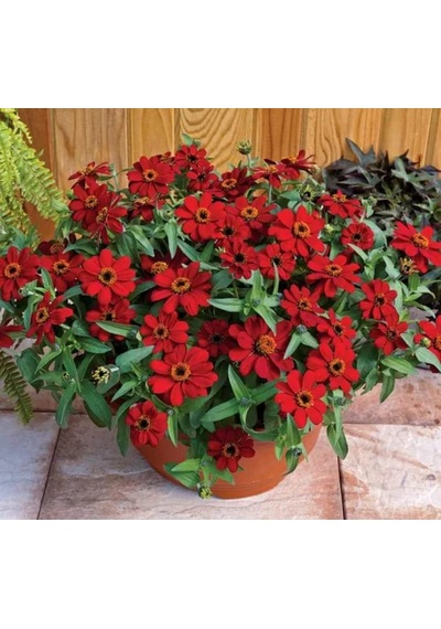 Zinnia Çiçeği Tohumu Mini Çiçekli, Kirli Hanım Kırmızı Renkli - 5 Tohum