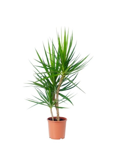 Dracena - Marginata Çiçeği  İki Dallı  50x70 Cm 1741