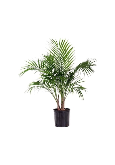 Cocos Palmiye Ağacı Tohumu Cocos Nucifera Hindistan Cevizi Ağacı Tohumu 3 Adet Tohum