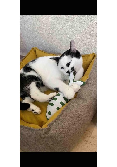 Yeşil Balık - Kedi Naneli Catnipli & Kedi Zilli Kedi Oyuncağı Kedi Yastığı - Dino Pet Oyuncak