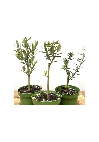 Hediyelik Bonsai Zeytini 25-30 Cm