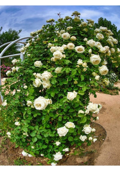 Avantajlı Sarmaşık Gül Beyaz Renkli Kokulu 90 140cm 1 Adet Saksılı Aşılı Gül White Rose