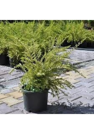 Bodur Hanımeli Saksıda 20-40 CM