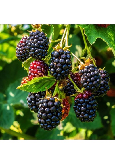 3-4 M Boyunda ,tüplü Erkenci Blackberry Böğürtlrn Fidanı
