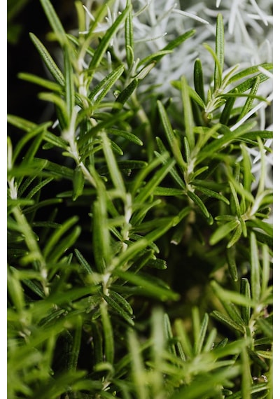 Tüplü Biberiye Rosmarinus Officinalis Fidanı - Bahçeniz İçin Ar