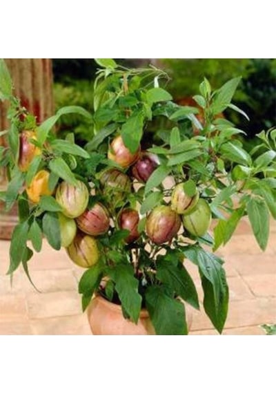 Kavun Aromalı Pepino Fidanı 10-20 Cm