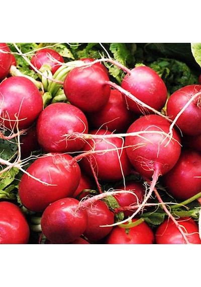 Kırmızı İri Turp Tohumu 10 GR Paket
