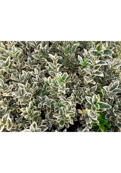 Taflan Brvo 30-50 Cm