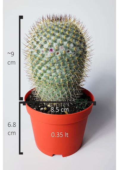 Mammillaria Haageana Koleksiyonluk Çok Dikenli Kaktüs 8.5 Cm