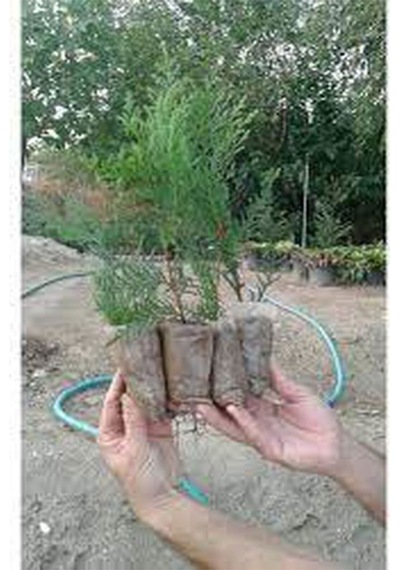 Videolu Hoş Kokulu 20 Adet Leylandi Fidanı 15-25cm Tüplü Leyland Sapling