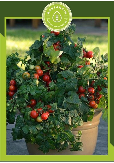 Bodur Cherry Domates Tohumu 30 Adet