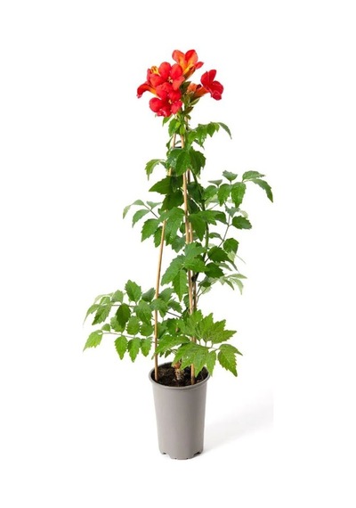 Borazan Çiçeği Turuncu Renk 1 Adet 40-60cm Bahçe Bahçe Balkon Çiçeği Campsis Radicans