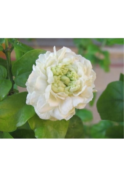 Katmerli Ful Yasemin Kokulu 60 Cm
