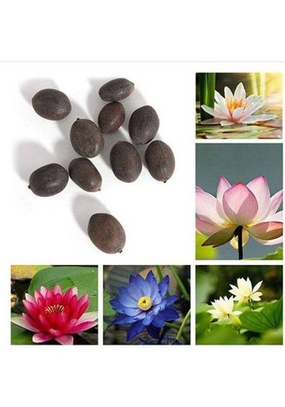 3 Adet 3 Renk Lotus Çiçeği Nilüfer Tohumu