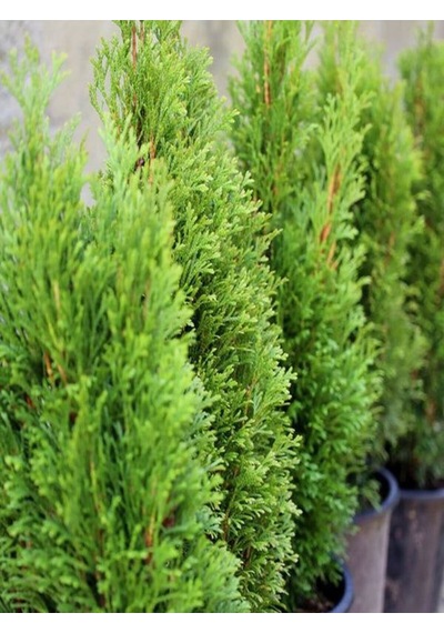Videolu Limon Kokulu Bahçe Çamı 1 Adet Saksılı/ Tüplü 30-50cm Cupressus Macrocarpa