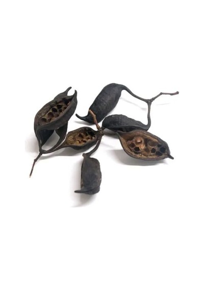 Kurrajong Pods 6 Adet Doğal Biyotop Dekoru