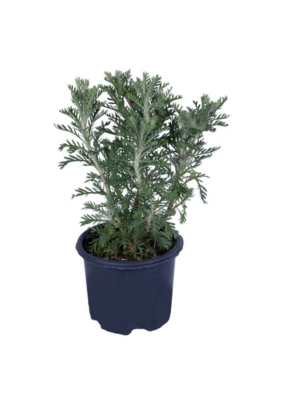 Sarı Papatya - Sarı Çalı Papatyası Euryops Pectinatus Saksı'da