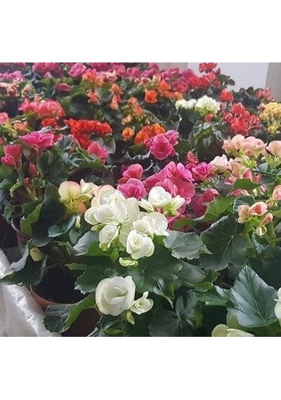 Yağlı Begonya Çiçeği Begonia Thurstonii 10-20 Cm