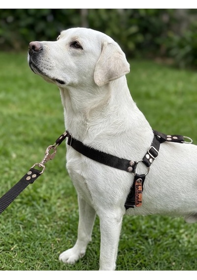 Köpek Göğüs Tasması Orta Irk Ayarlamalı Önden Ve Sırttan Çekmeli Kolon Kordon Siyah