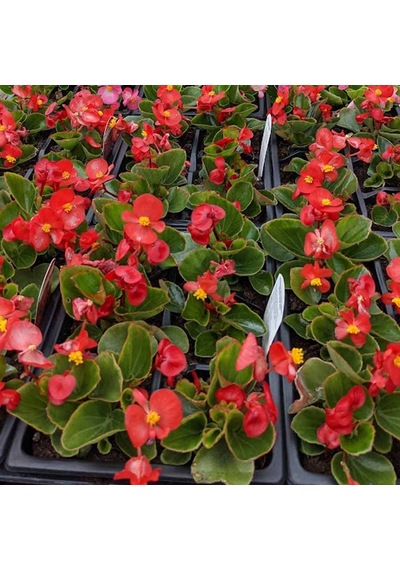 Begonya Begonia Kırmızı Renk 30 Adet