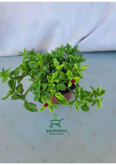 Yayılıcı Pembe Buz Çiçeği 5 Adet Saksılı 10-20cm Delosperma Diğer