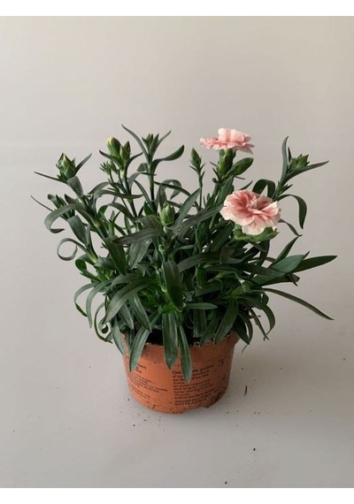 Yeni Sezon Bol Çiçekli 5 Adet Karanfil Çiçeği Renkli Bodur Tür 15-25cm