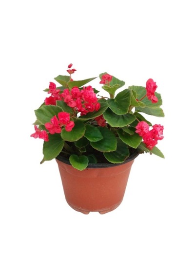Begonia Begonya Çiçeği Fidanı Fuşya 10-20 Cm