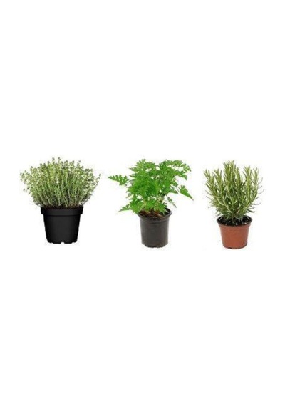 Aromatik Bitki Seti Kekik Itır Biberiye 3 Lü Set