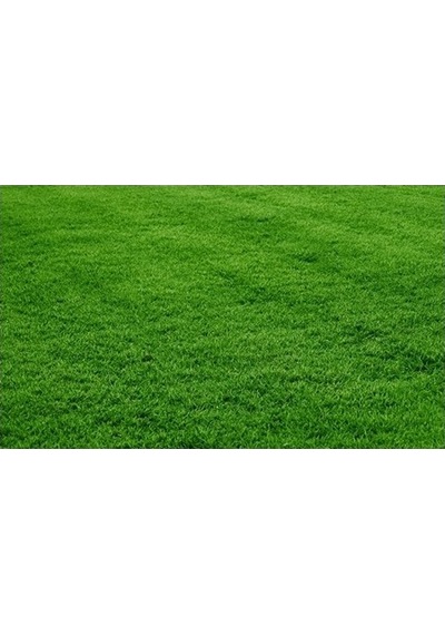 GRass Seed 6'Lı Mix Karışım Çim Tohumu 10 KG
