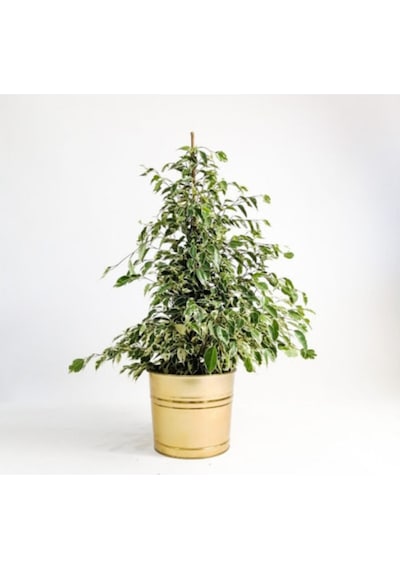 Benjamin Starlight Bitkisi Alaca Yapraklı 70-80cm