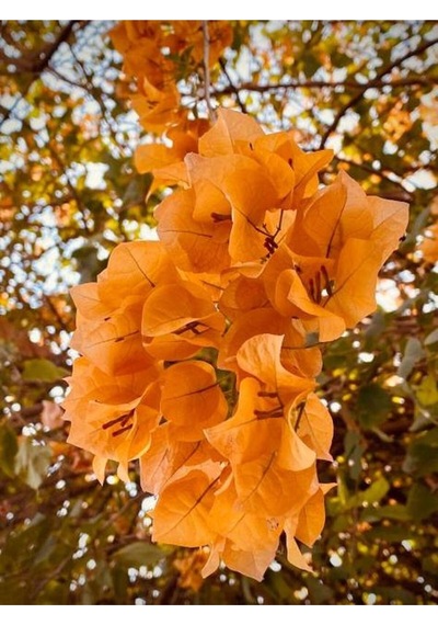 Turuncu Begonvi Gelin Tacı Çiçeği Fidanı 30 60 Cm 1 Adet Saksılı Bougainvillea