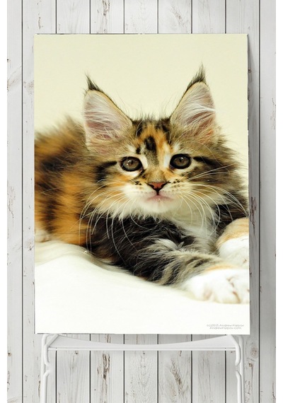 Kedi Hayvan Posteri 5